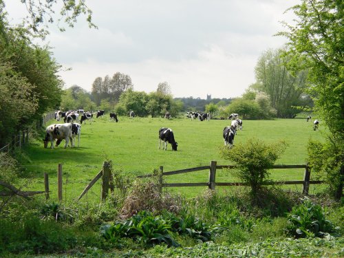 Cows in Flatford