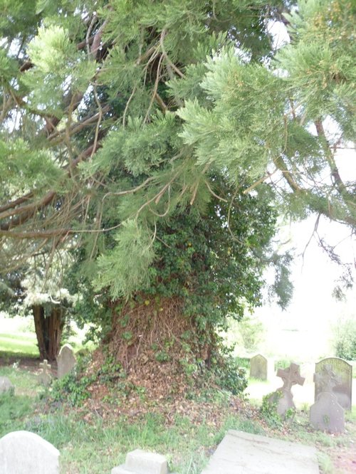 A Cedar Tree in the Churchyard in Deerhurst