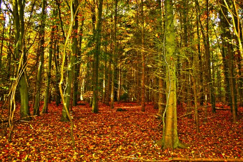 Cobham Woods in Autumn