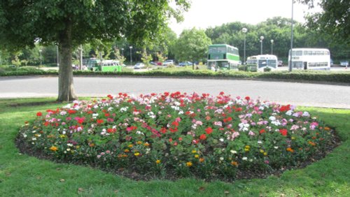 Flowers and Buses