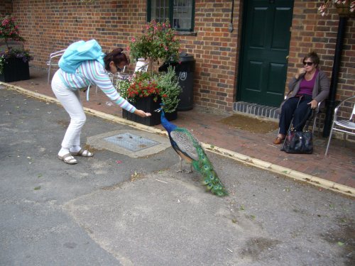 The area of the Leeds castle, Kent