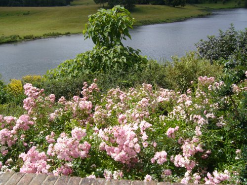 A photo of park in the Leeds castle