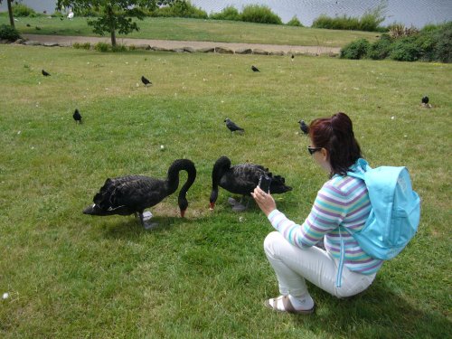 In the Leeds castle park