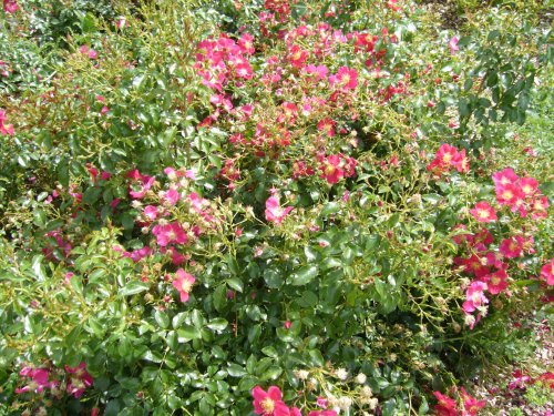 Leeds castle park, 2010