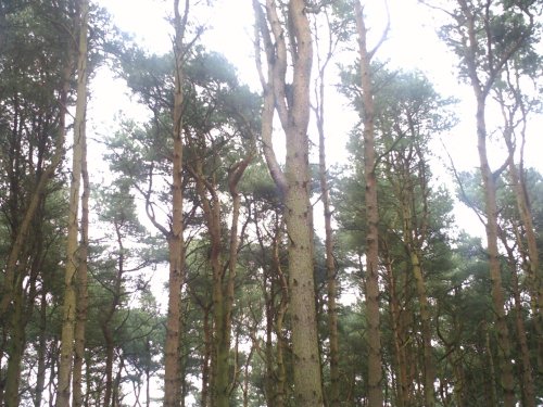 Trees in Mere Sands Wood