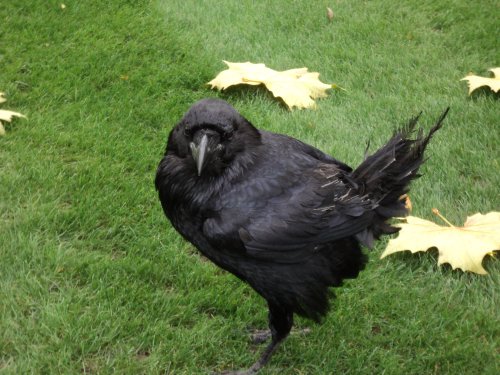 Tower of London Raven