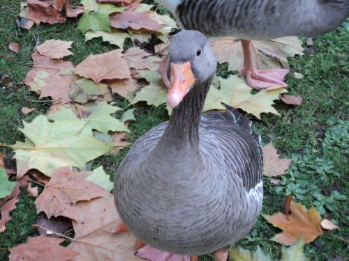 Gray Goose in St James Park