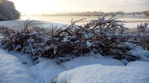 Snow covered berries
