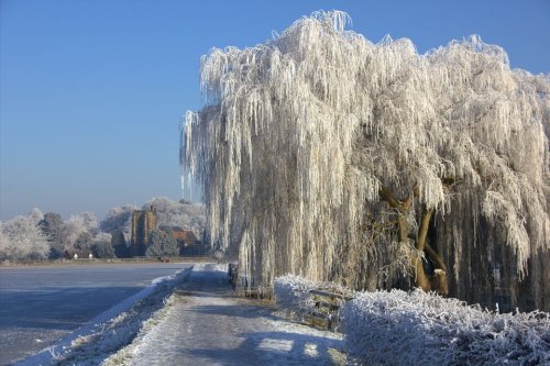 Frozen Weeping Willow