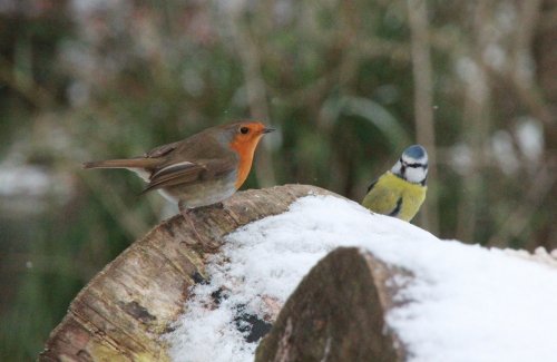 Robin and Blue Tit