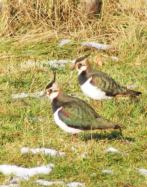 Lapwing
