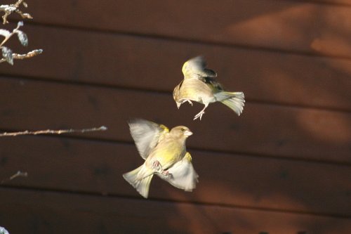 Greenfinches.