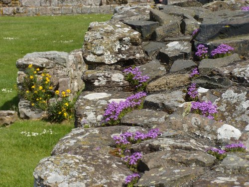 Lindisfarne Priory blossoming walls