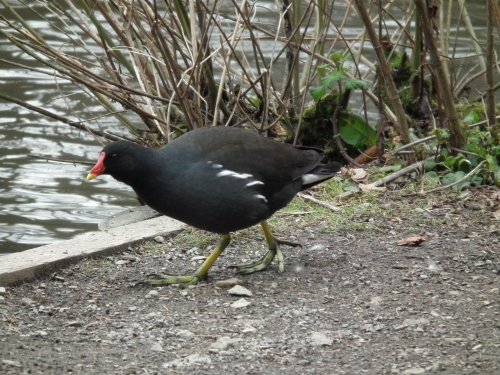 Moorhen.