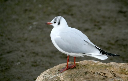 Black Headed Gull.