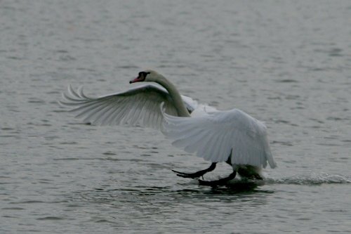 Mute Swan