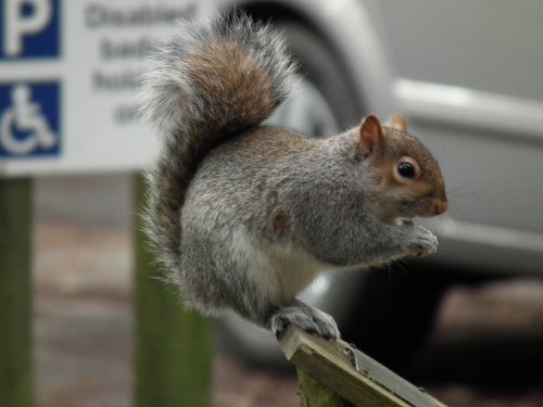 Grey Squirrel.