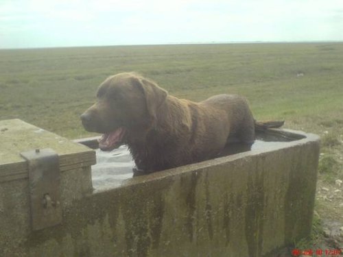 My Chocolate labrador summer 2010 cooling down