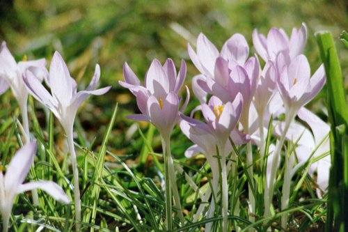 Meadow Crocus near Ullswater