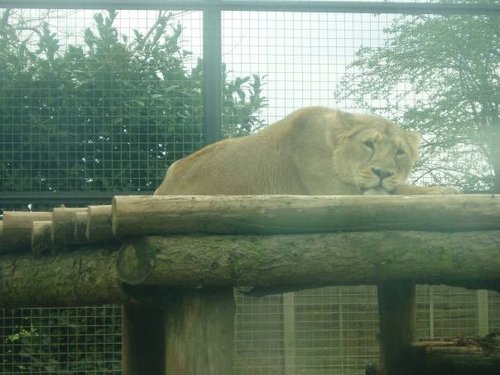 Twycross Zoo