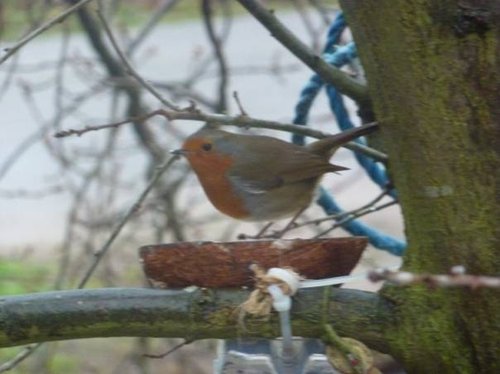 Robin in my tree.