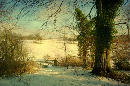 Londesborough, Winter Light