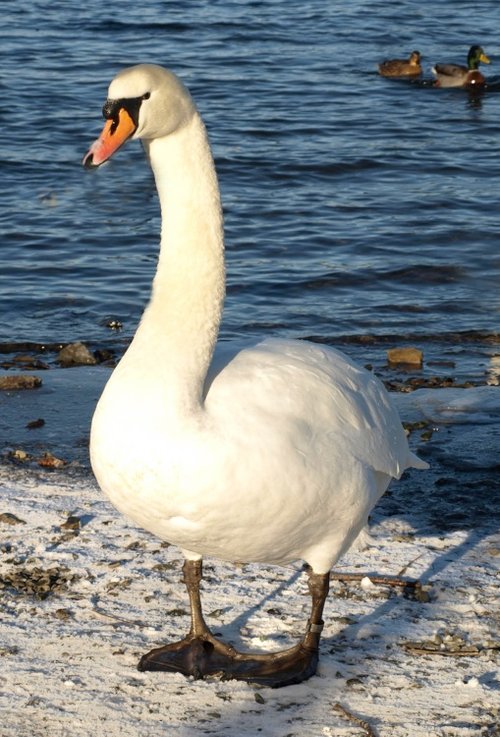Swan