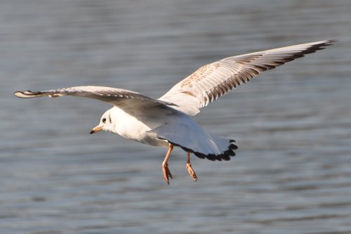Black Headed Gull