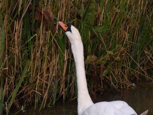 Slimbridge Wetland Centre