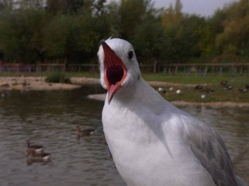 Slimbridge Wetland Centre