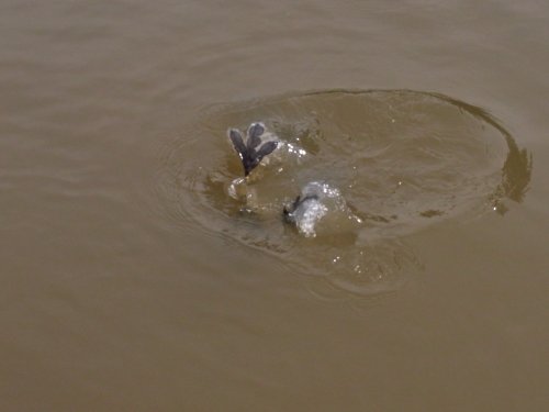 Slimbridge Wetland Centre