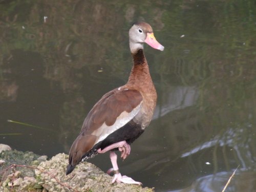 Slimbridge Wetland Centre