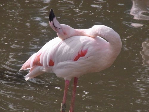 Slimbridge Wetland Centre