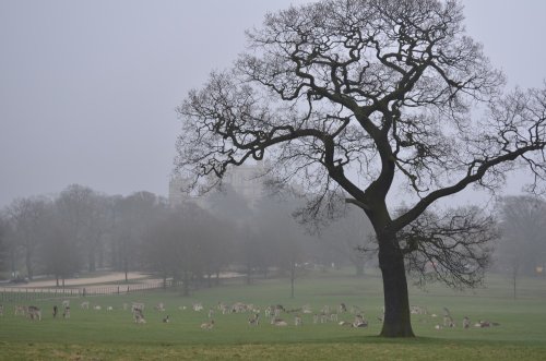Deer in the fog at Wollaton Park, Nottingham