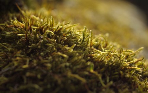 Moss, St Peter & St Paul Church, Cosgrove, Northants