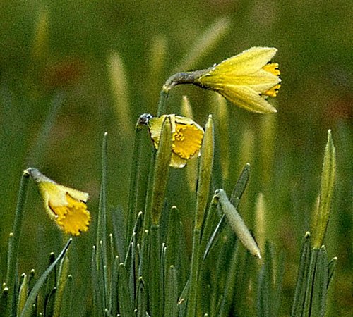 Daffodils, the cemetery, Middle Claydon, Bucks