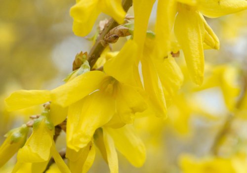Yellow blossom, the Churchyard, Gawcott, Bucks