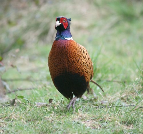 Pheasant
