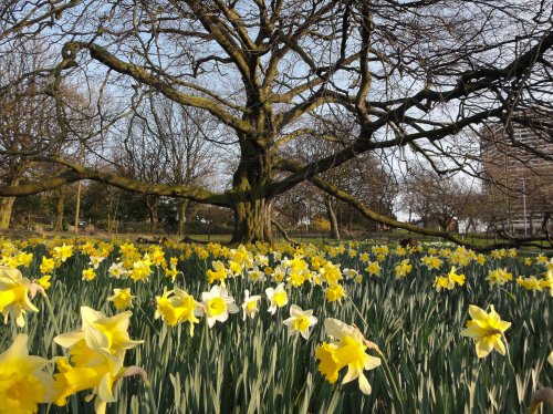 Beach tree in Clifton Park Rotherham