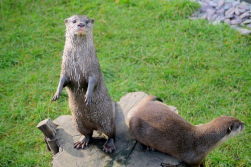 Otters