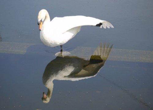 Reflection of a Swan at Spike Island, near Widnes