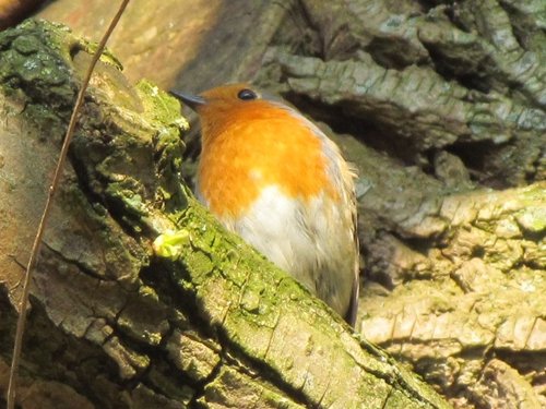 Eager Robin