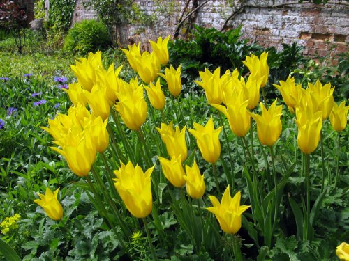 Dunster Village Garden