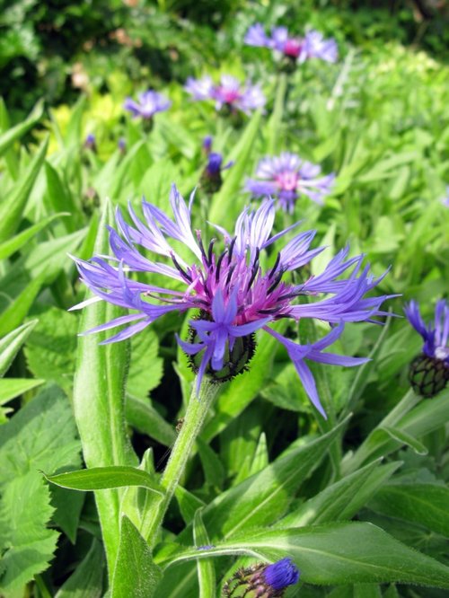 Dunster Village Garden