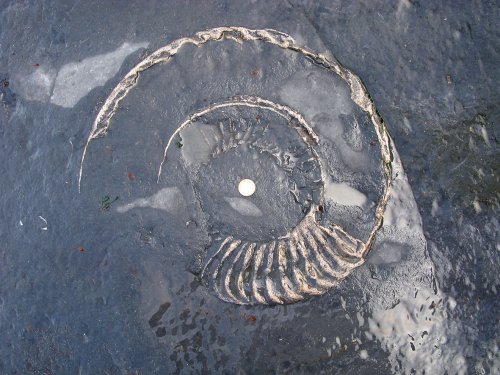 Ammonite fossil