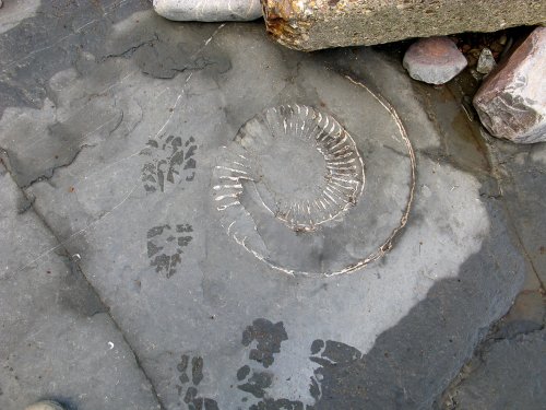 Ammonite fossil