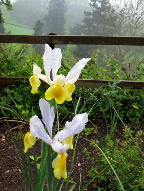 Dunster Castle Gardens