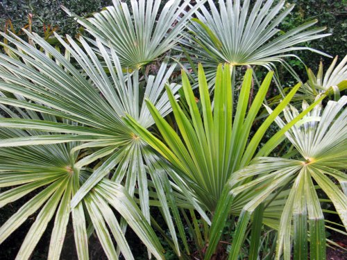 Dunster Castle Gardens