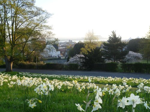 Daffodils, Windmill hill