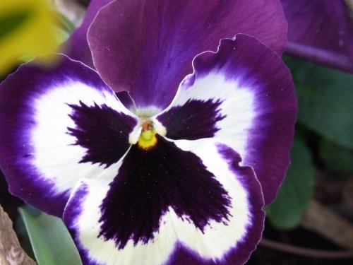 Giant Pansy